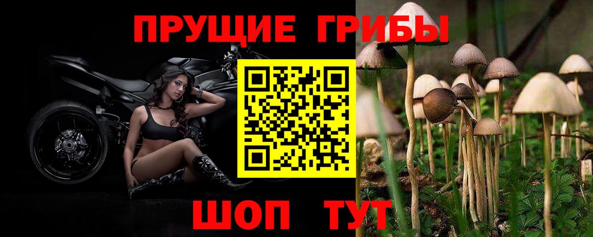 Псилоцибиновые грибы Psilocybine cubensis Кызыл